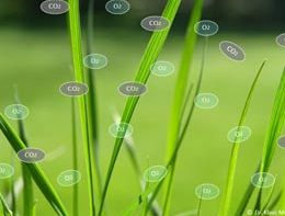 Vitaler Rasen sorgt für Frische –  die unbemerkten Leistungen der Gräser