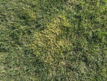 Moos – ungeliebter Begleiter im Rasen