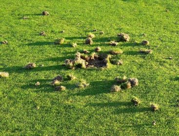 Winterschäden auf Grüns rechtzeitig ausbessern