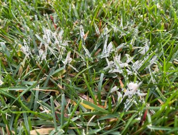Schleimpilze im Rasen – Verwechslungsgefahr mit Schneeschimmel
