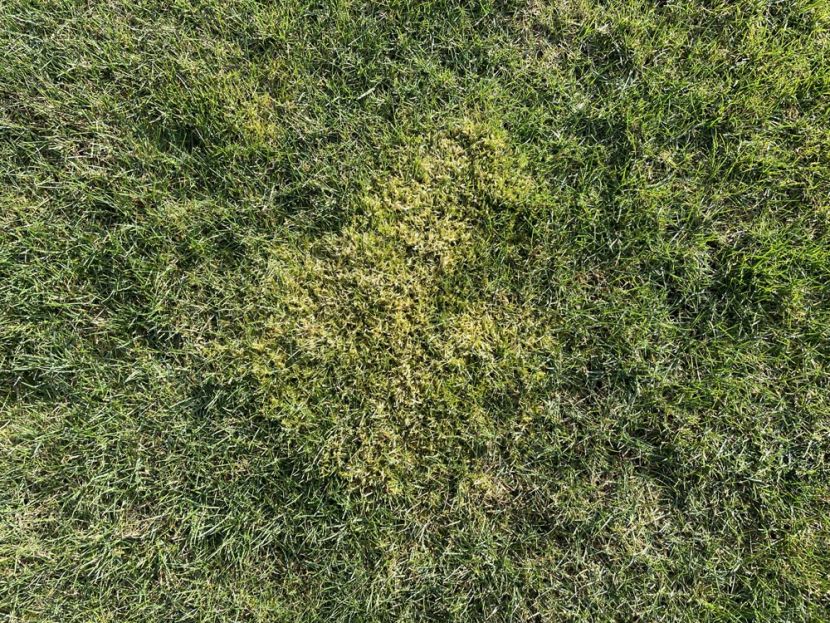 Moos – ungeliebter Begleiter im Rasen