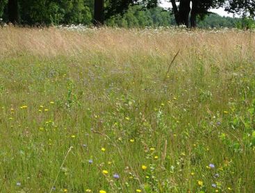Insekten-Beobachtung auf dem Golfplatz