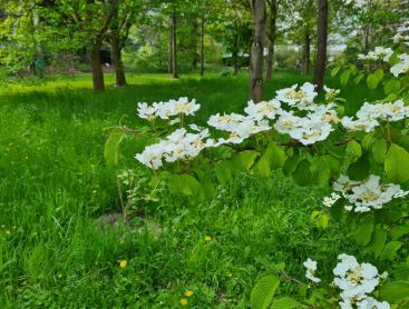 Frühlingsgefühle durch frisches Grün und Blüten