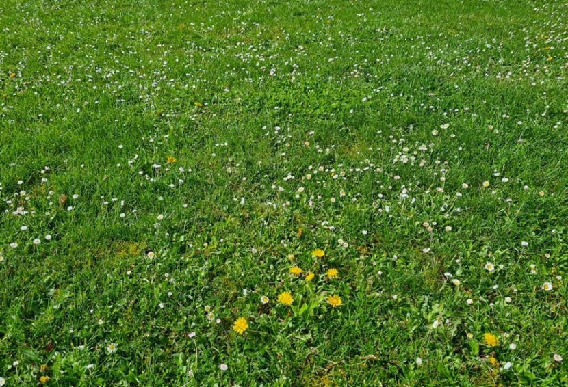 Gebrauchsrasen - Kräuterrasen