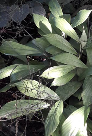 Pharus latifolius