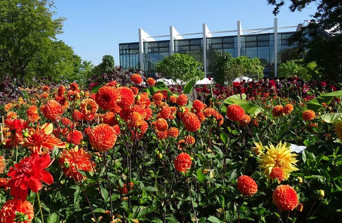 Dahlienbeete im egapark, im Hintergrund Danakil Wüsten- und Urwaldhaus