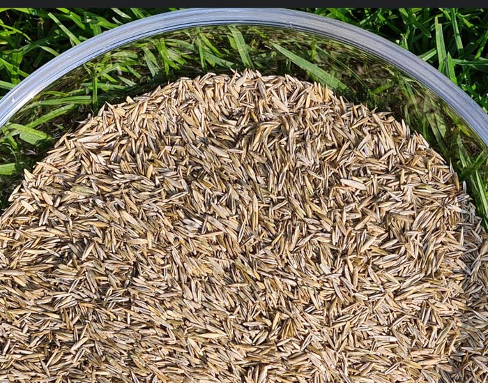 Rasenmischung gemäß RSM Typ 2.3 mit Festuca rubra, Lolium perenne und Poa pratensis.