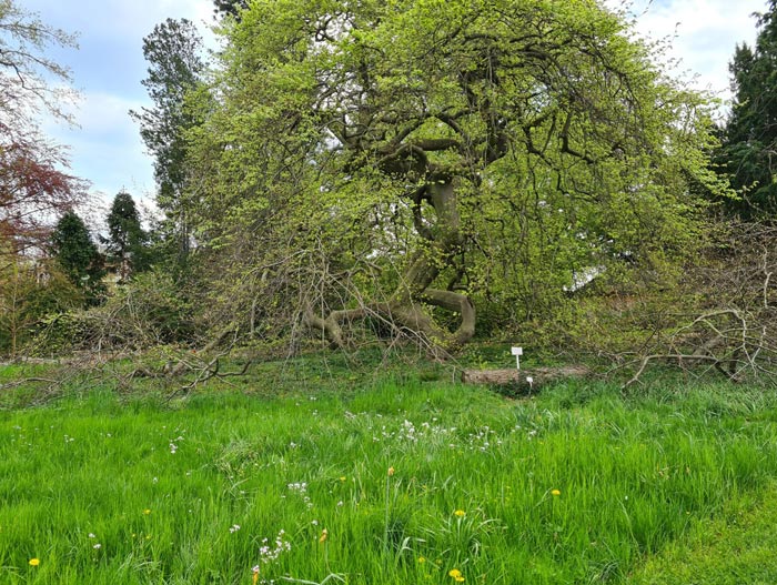 Frühling am Schloss Steinfurt