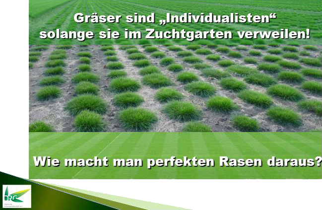 Rasen besteht aus Einzelgräsern mit unzähligen Trieben für die Narbendichte.