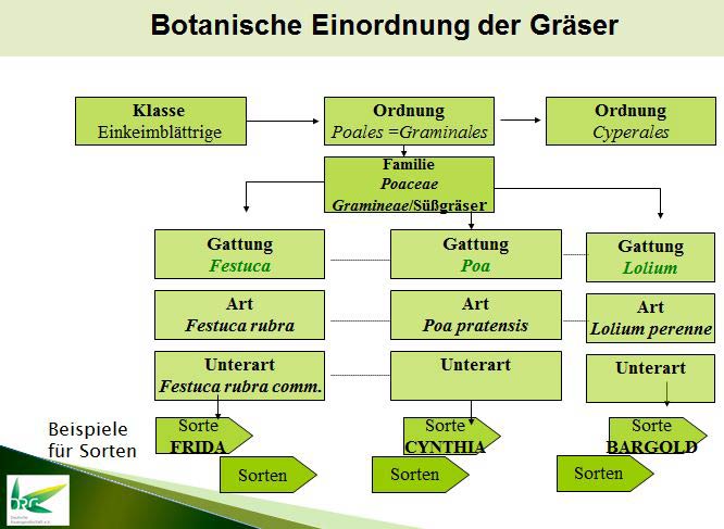 Botanische Einordnung der Gräser. Beispielhafte Darstellung der Gattungen, Arten, Unterarten und der Sorten.