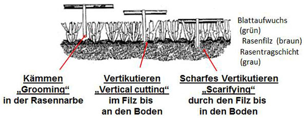 Schematische Darstellung der Arbeitstiefen für vertikal schneidende Werkzeuge zur Pflege der Rasennarbe (geändert nach TURGEON, 2010).