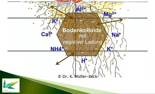 Schematische Darstellung des Prinzips eines Ton- Humuskomplexes. Nachlieferung der Nährstoffe aus der Bodenlösung zur Gräserwurzel.