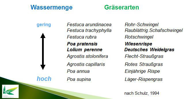 Einstufung des Wasserbedarfs der wichtigsten Rasengräser-Arten.