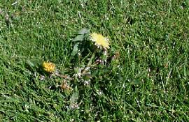 Löwenzahn (Taraxacum officinale)