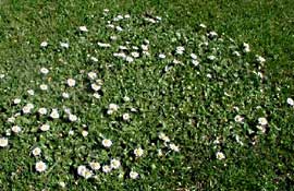 Gänseblümchen (Bellis perennis) 