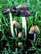 Coprinus micaceus