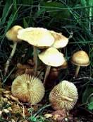 Marasmius oreades 
