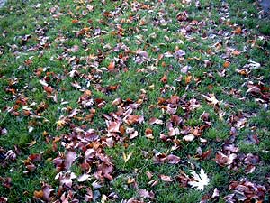 Unter Laub herrschen idealeBefallsbedingungen für Schneeschimmel.