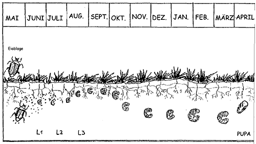 Lebenszyklus