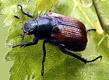 Gartenlaubkäfer (Phyllopertha horticola)