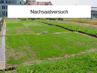 Nachsaatversuch