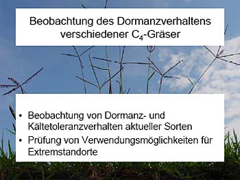 Vegetationsversuche mit Bermudagras