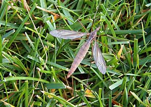 Adulte Wiesenschnake