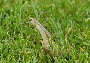 Wiesenschnake