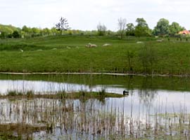 Schafe zur Pflege der Rough-Flächen