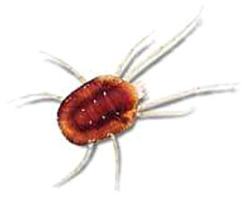 Grasmilben (Trombicula autumnales)