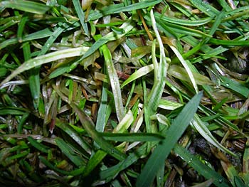 Myrothecium roridum