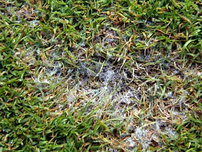 Typischer „Dollarfleck“ mit Luftmyzel bei Sclerotinia homoeocarpa