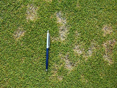 Mehrere Einzelspots von Sclerotinia homoeocarpa