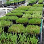 Vielfältige Grasarten mit unterschiedlichen Eigenschaften