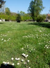 Vielfältige Grasarten mit unterschiedlichen  Eigenschaften