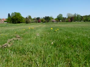 Vielfältige Grasarten mit unterschiedlichen Eigenschaften