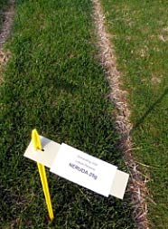 Versuche zum Overseeding