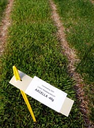 Versuche zum Overseeding