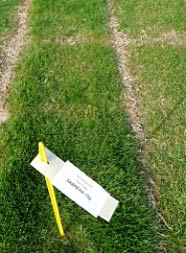 Versuche zum Overseeding