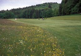 Semi-Rough und Rough-Fläche Niedriger Bestand mit schönem Blühaspekt