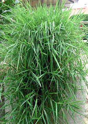 „Bambusa pendula“ was verbirgt sich hinter dem Namen