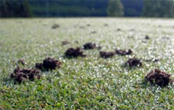 Regenwurmlosungen auf einem Golfgrün.