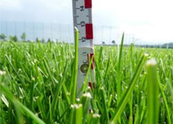 Naturrasen muss rechtzeitig gemäht werden