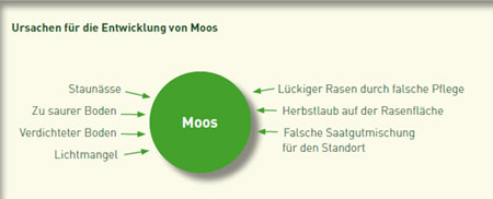 Ursachen für die Entwicklung von Moos