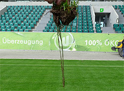 Ausgestochene Rasenprobe eines GrassMaster Platzes mit Kunststofffasern zur Verankerung und Armierung der Rasentragschicht.