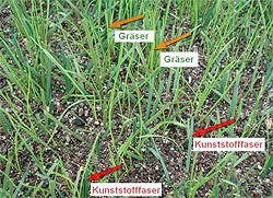 Die Webmatte Hybridrasen „PowerGrass®“ mit RTS-Material verfüllt, 10 Tage nach der Einsaat.