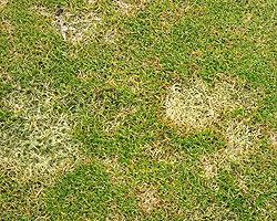 Sportrasen im Januar mit ansprechender Narbendichte.