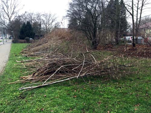 Material nach dem Auslichten von Strauchgruppen auf Gebrauchsrasenflächen.