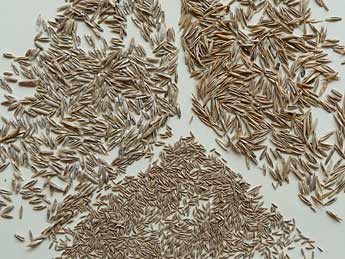 Samen (Spelzfrüchte) der wichtigsten Gräserarten für die Rasenneuanlage (u. Poa pratensis, li. Lolium perenne, re. Festuca rubra).
