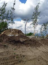 Baumpflanzungen.